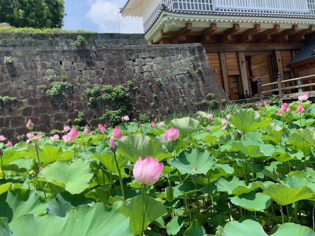 鹿児島(鶴丸)城 御楼門の蓮3
