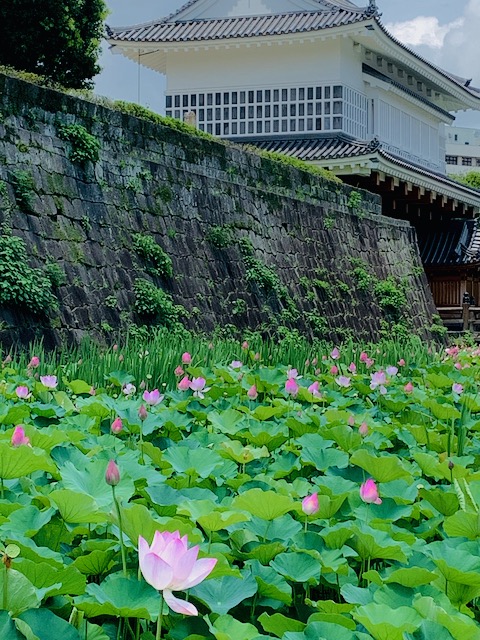 鹿児島(鶴丸)城 御楼門の蓮2