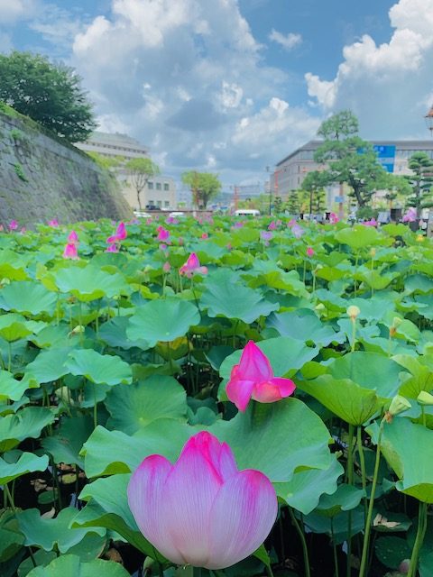 鹿児島(鶴丸)城 御楼門の蓮4