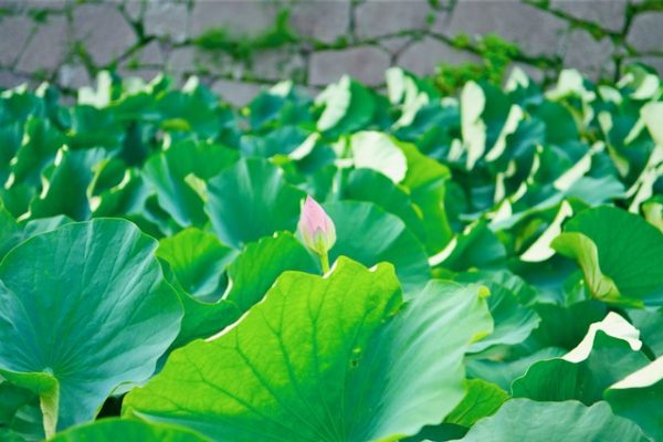 鹿児島(鶴丸)城 御楼門の蓮